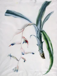 Orchidee, 18. Jahrhundert